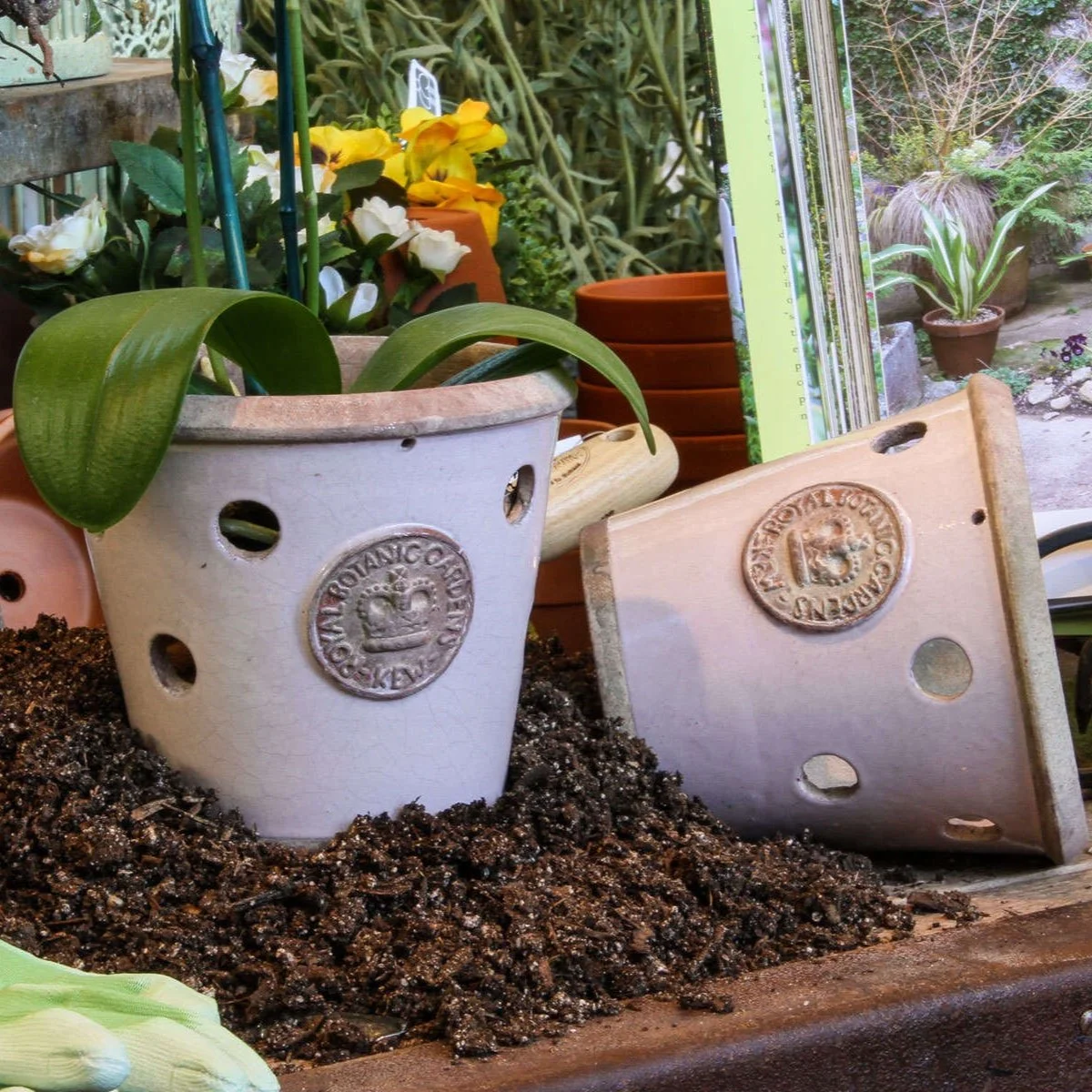 Kew Pottery — Botanical Collections